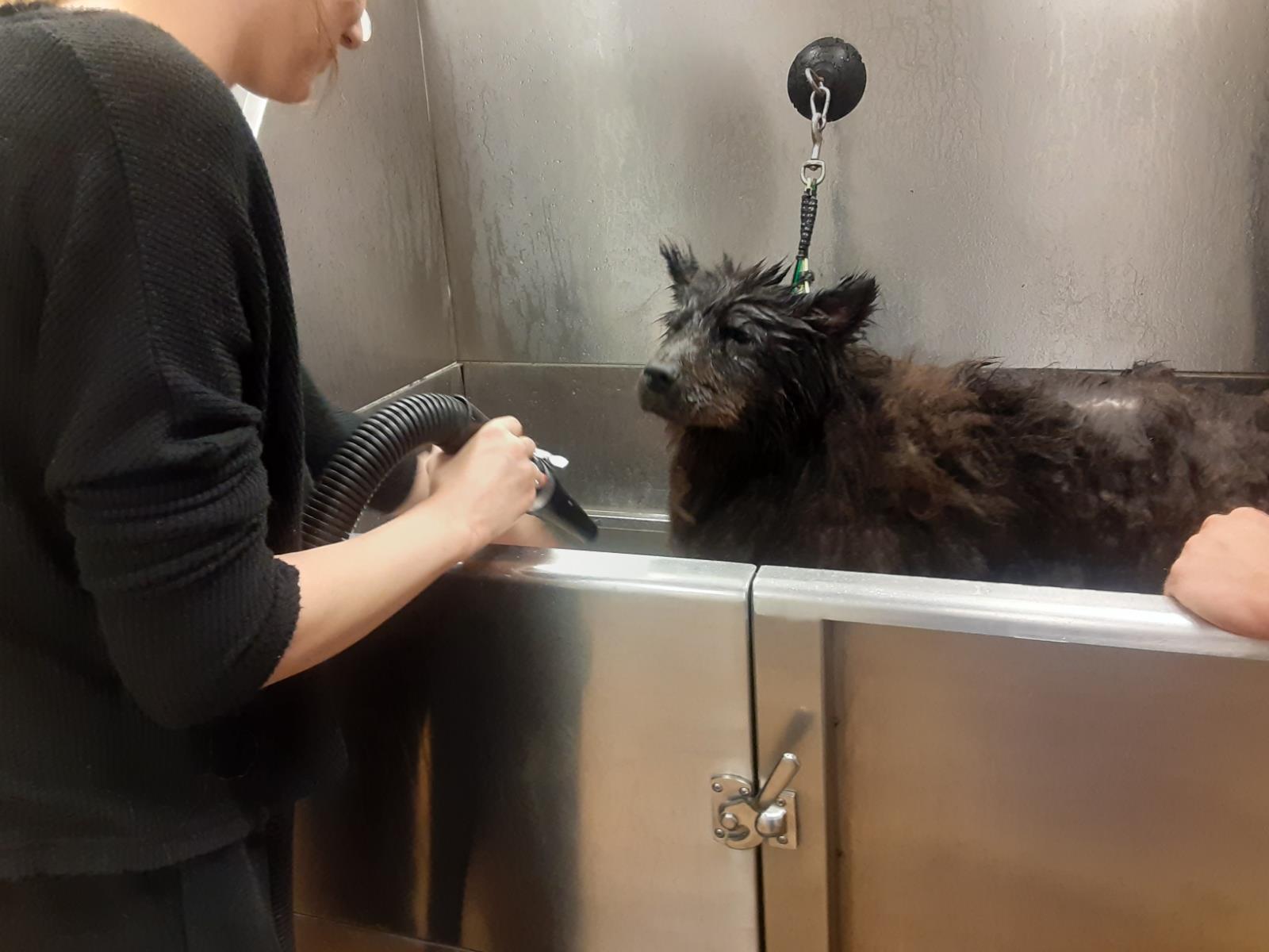 Synergy Pet Salon American Fork UT Vagaro